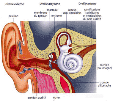 audition-surdite-ifram-oreille